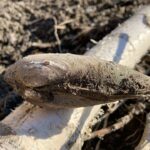 Tote Süßwassermuschel in der Lobau bei extremem Niedrigwasser, 12.3.22